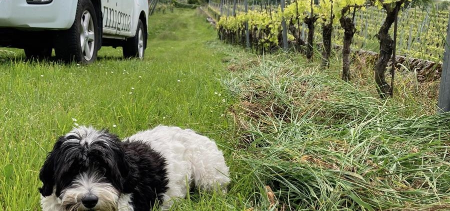 Jenins: Leia im Einsatz